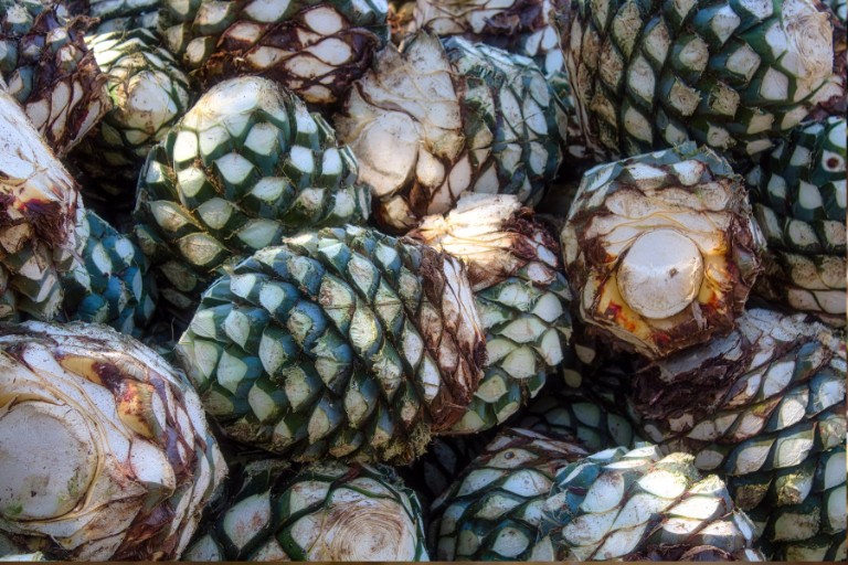 pilas-de-agave-destileria-esperando-para-procesarse-