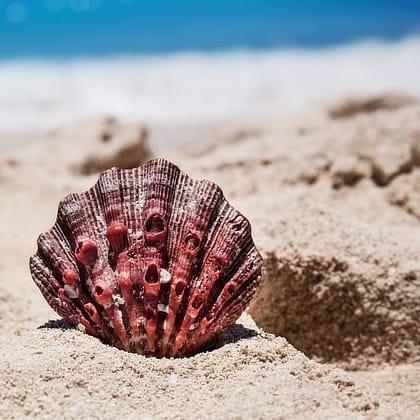 Sea shell